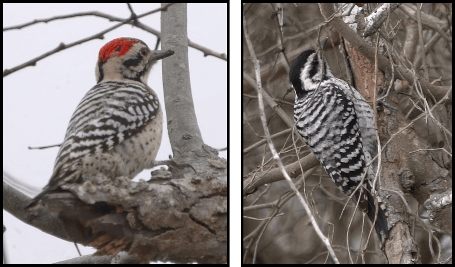 Two pictures of a woodpecker sitting on a tree branch