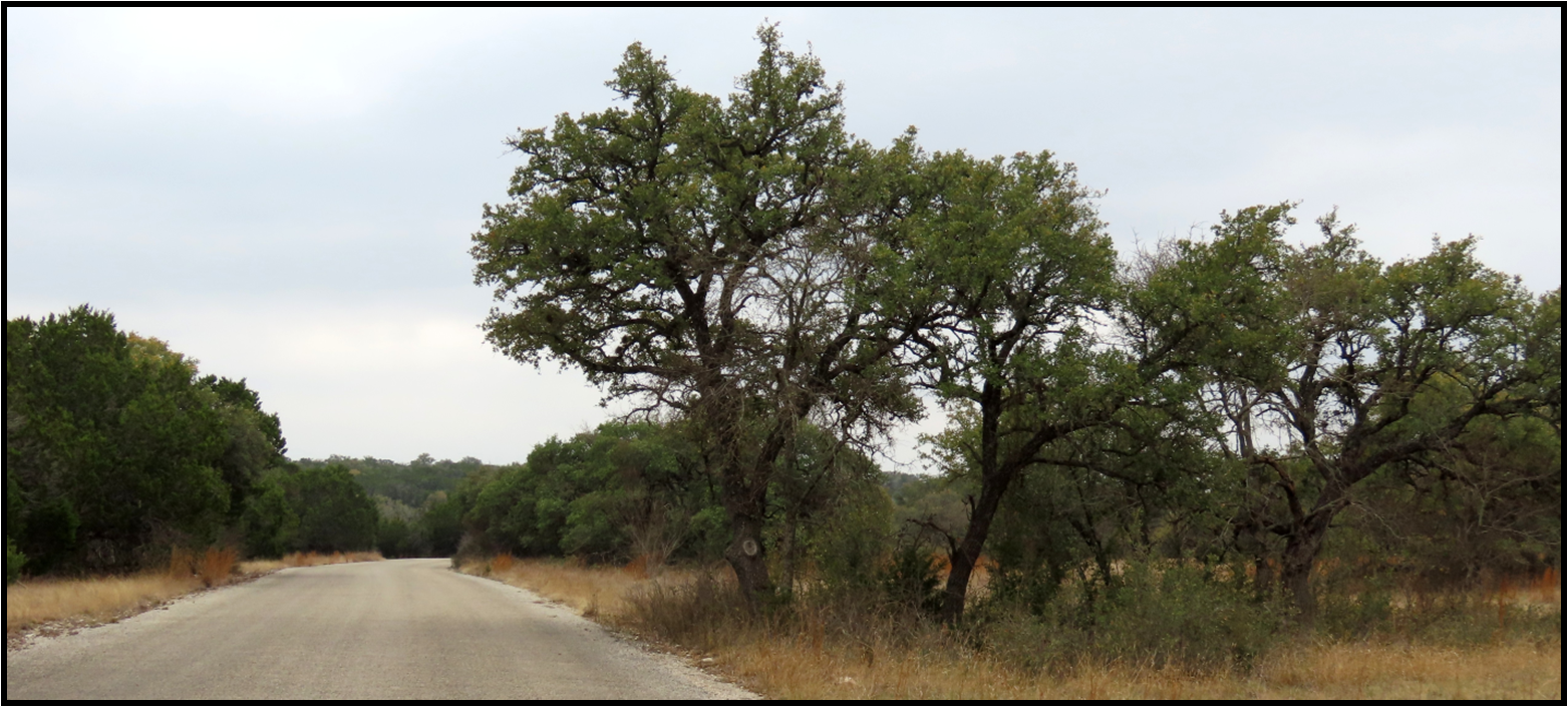 A dirt road with trees on both sides of it