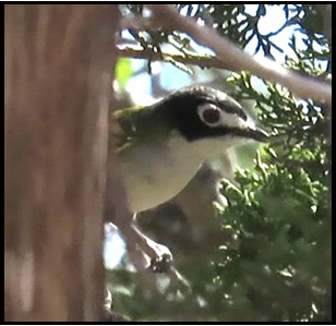 A small bird is perched on a tree branch