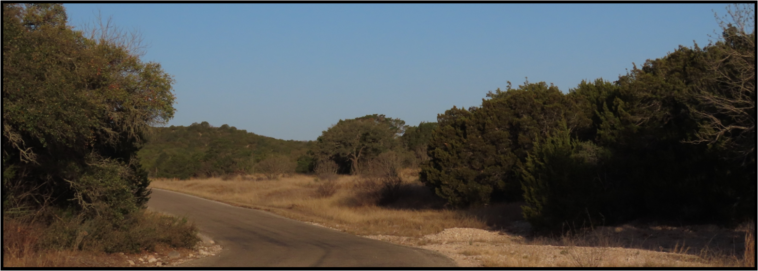 A road in the middle of a field with trees on both sides.