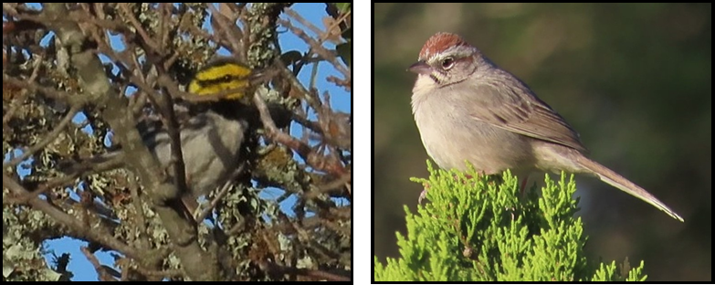 A bird is perched on a tree branch next to another bird