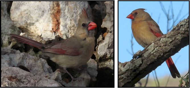 Two pictures of a bird sitting on a tree branch.