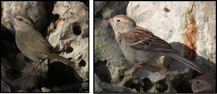 Two pictures of a bird sitting on a rock.