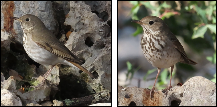 Two pictures of a bird sitting on a rock