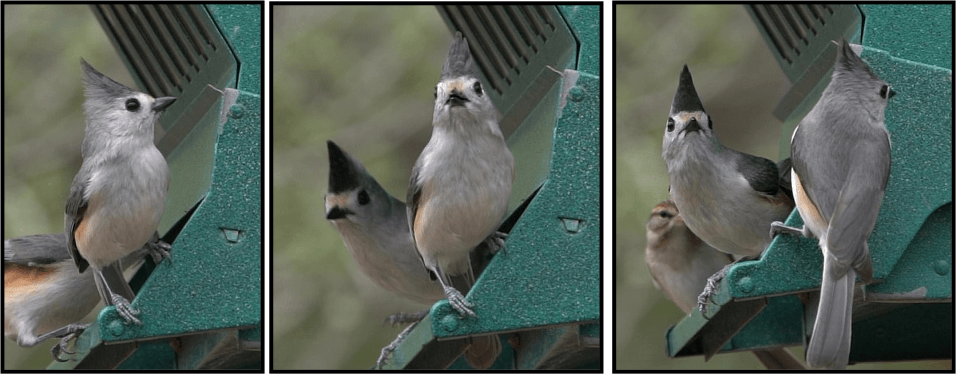Three birds are sitting on a green bird feeder