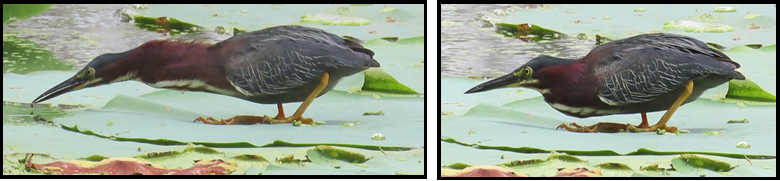 Two birds are standing next to each other on the ground