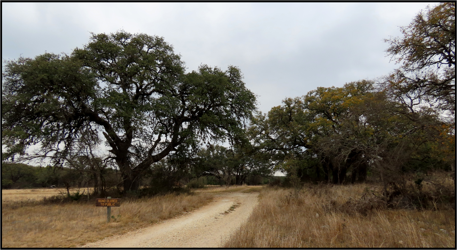 A dirt road going through a field with trees on both sides