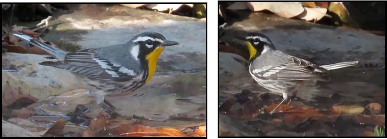 Two pictures of a bird with a yellow beak