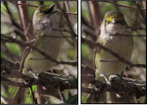 Two pictures of a bird sitting on a tree branch