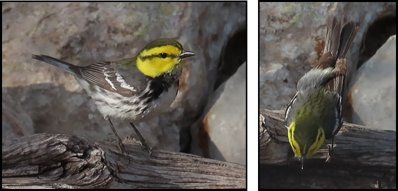 A bird with a yellow head is standing on a tree branch.