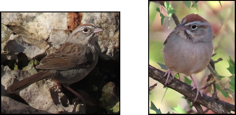 Two pictures of birds one of which is sitting on a branch