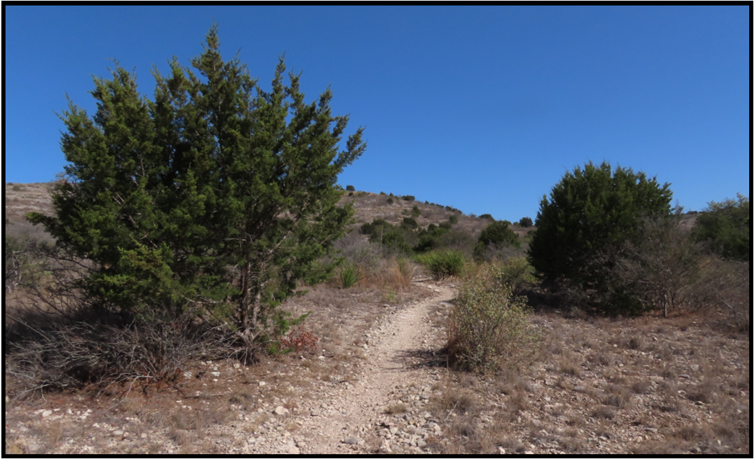 A dirt path in the desert with trees and bushes on both sides.