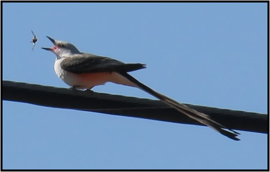A bird with a long tail is perched on a wire