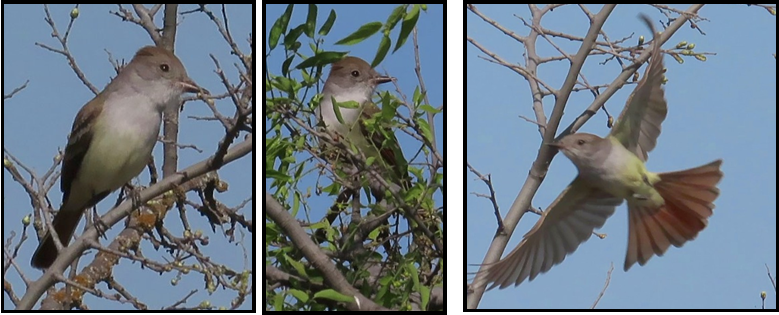 Three pictures of a bird perched on a tree branch
