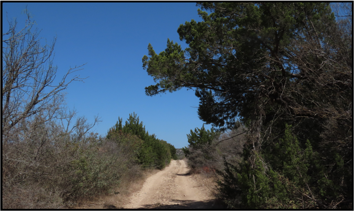 A dirt road with trees on both sides and a blue sky in the background
