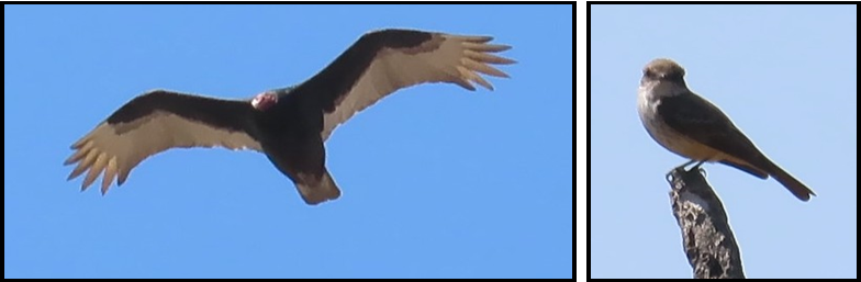 A bird flying and a bird perched on a tree branch