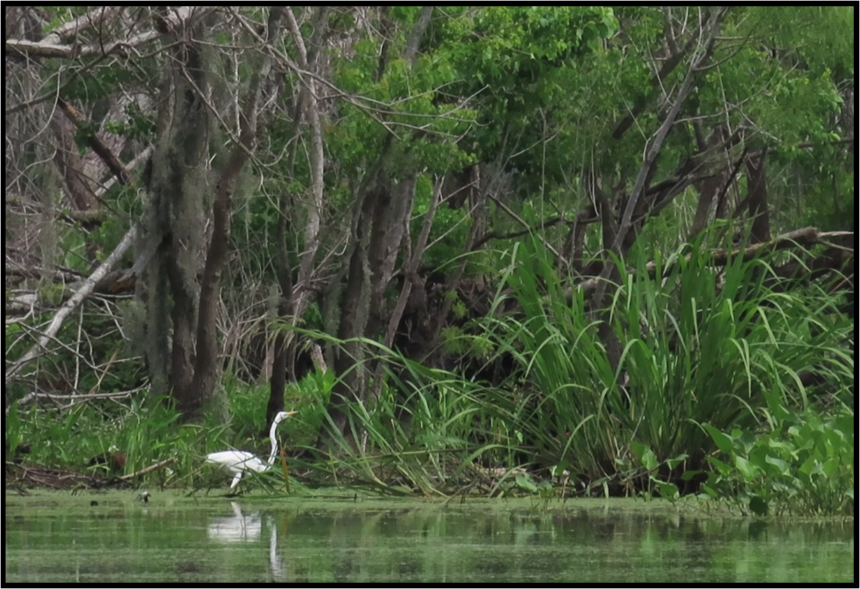 A white bird is flying over a body of water surrounded by trees.