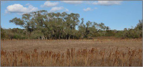 A field of dry grass with trees in the background