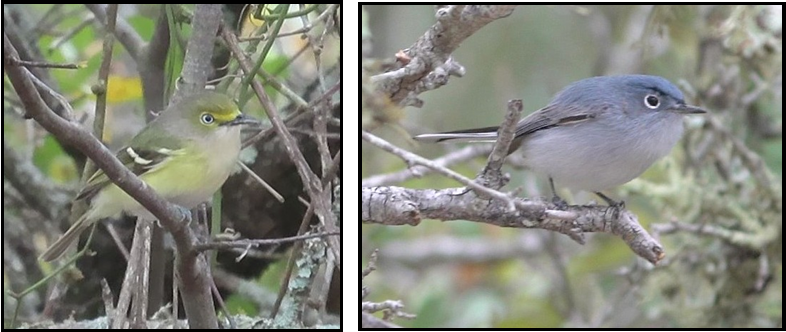 Two pictures of birds sitting on a tree branch.
