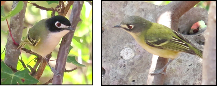 Two small birds are perched on a tree branch.
