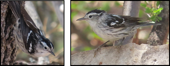 Two pictures of a small bird sitting on a rock.