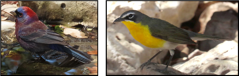 Two birds are standing next to each other on a rock.
