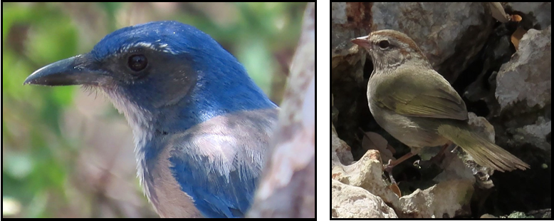 Two pictures of birds one of which is a blue jay