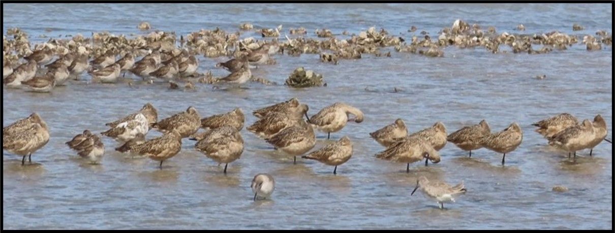 A large flock of birds are standing in the water