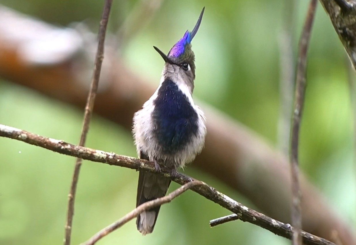 A hummingbird with a long beak is perched on a tree branch.