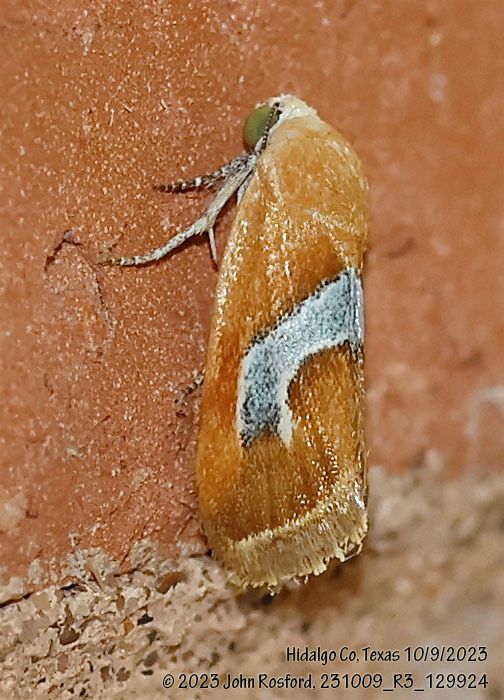 A moth is sitting on a brick wall.