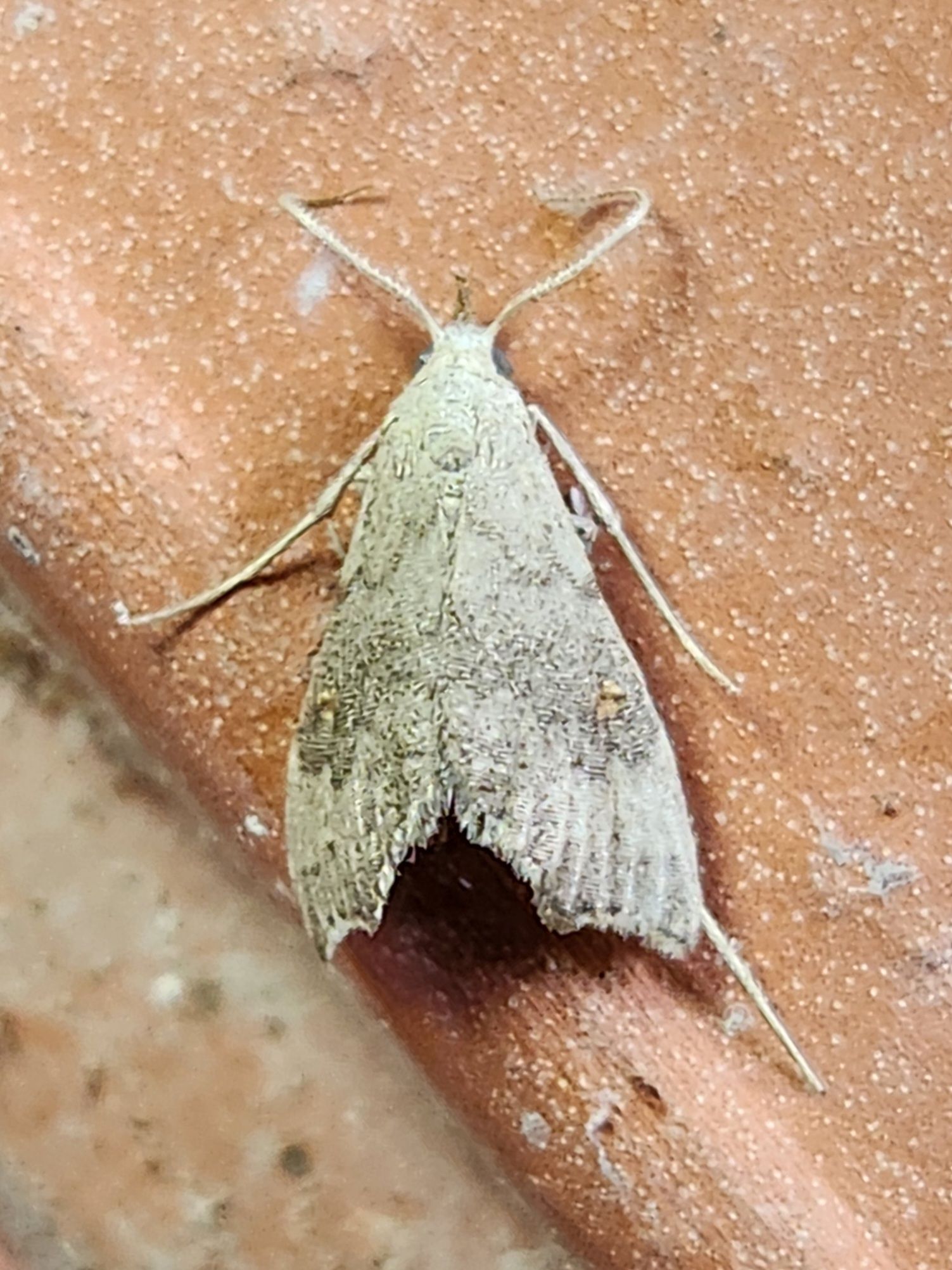 A moth is sitting on a brick wall.