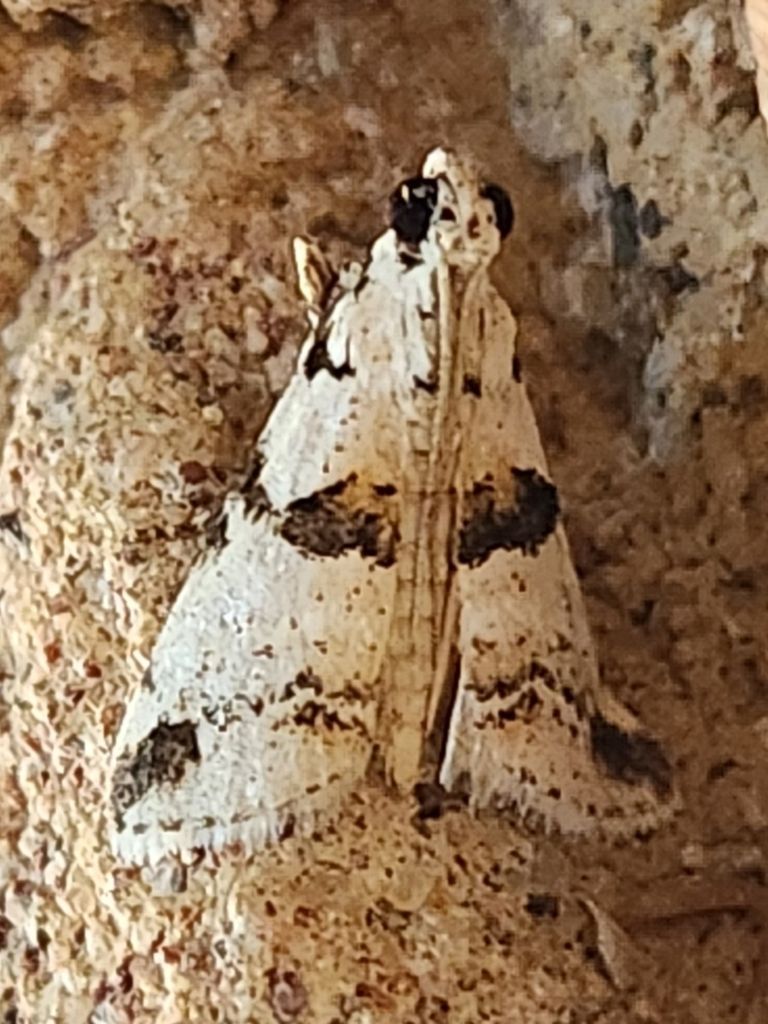 A close up of a moth sitting on a rock.