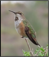 A hummingbird is perched on a tree branch.