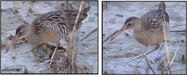 Two pictures of a bird with a long beak