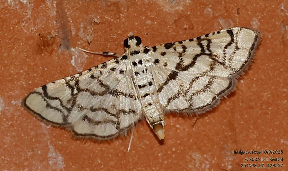 A close up of a moth on a brick wall