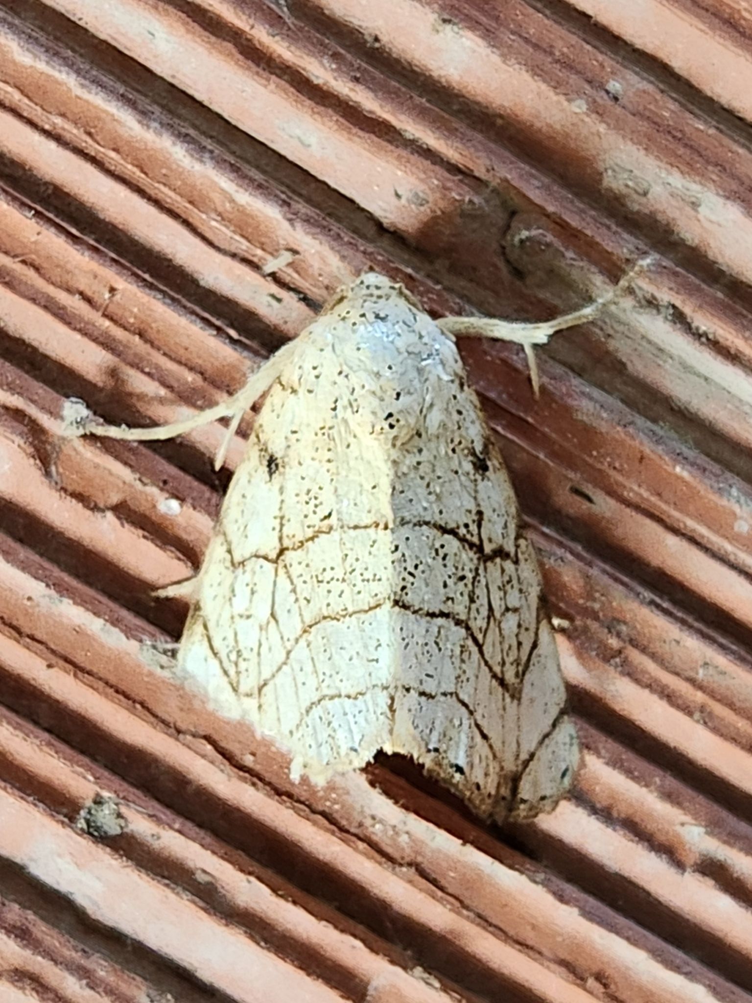 A white moth is sitting on a wooden surface.