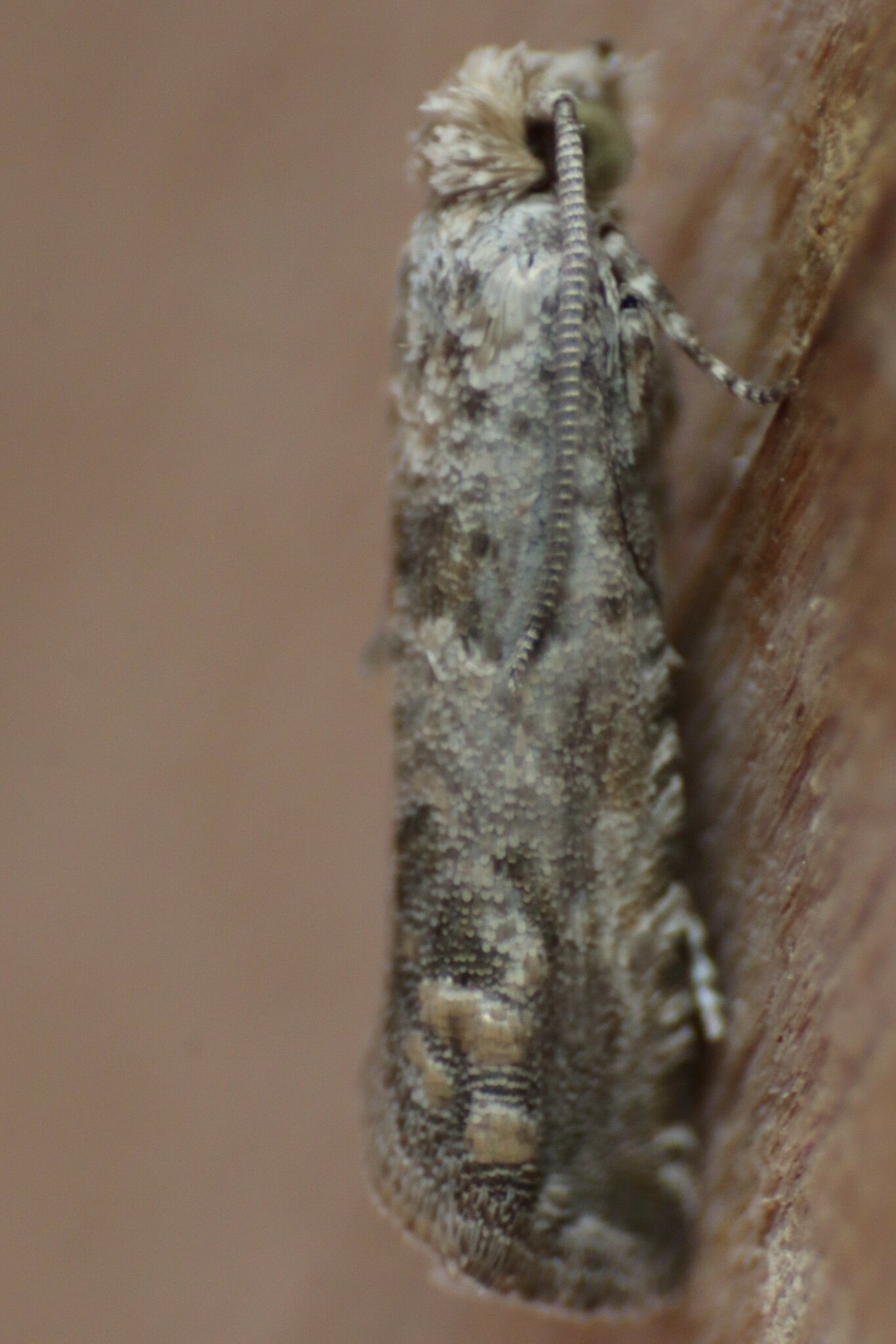 A close up of a moth sitting on a piece of wood.