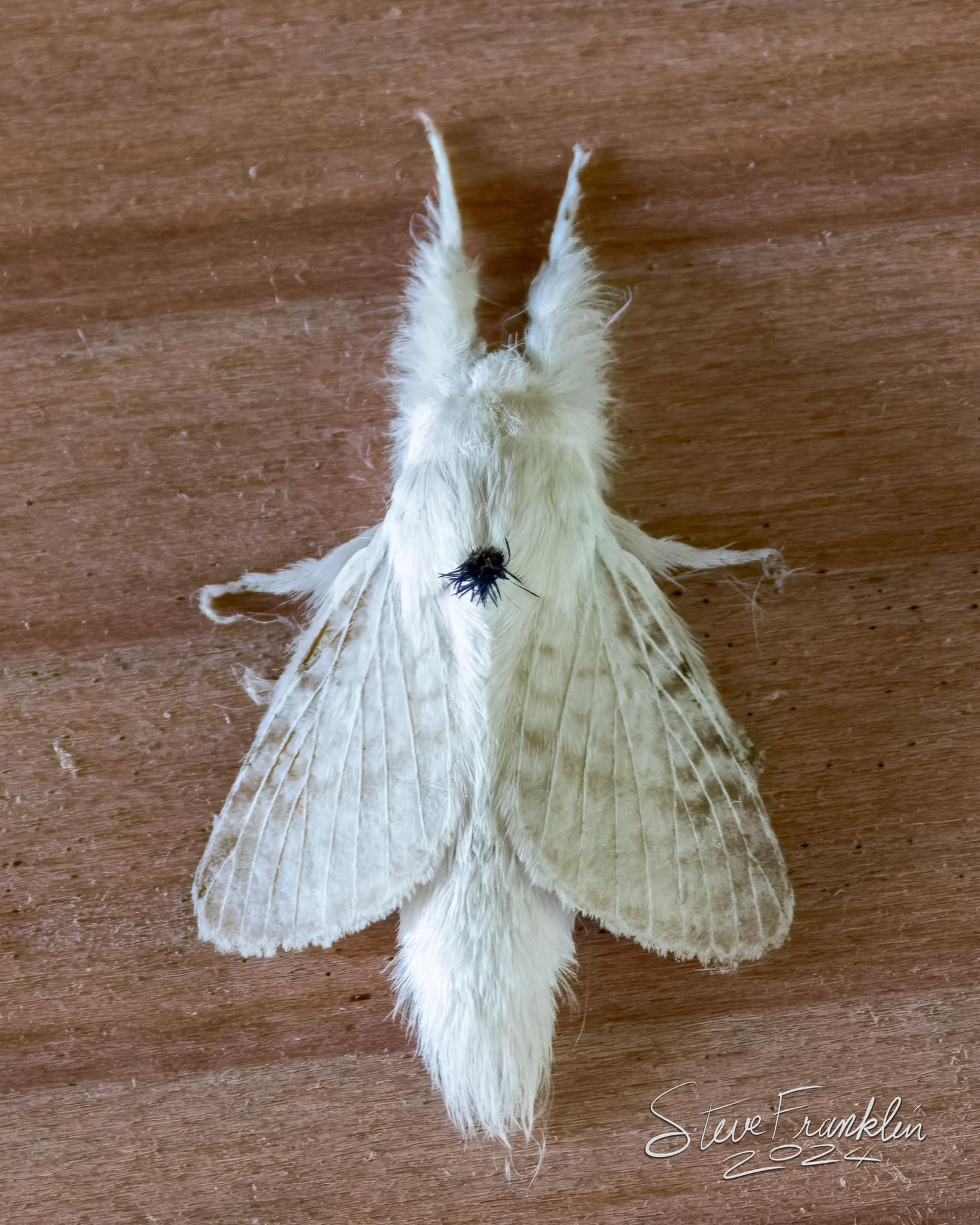 A white moth is sitting on a wooden table.