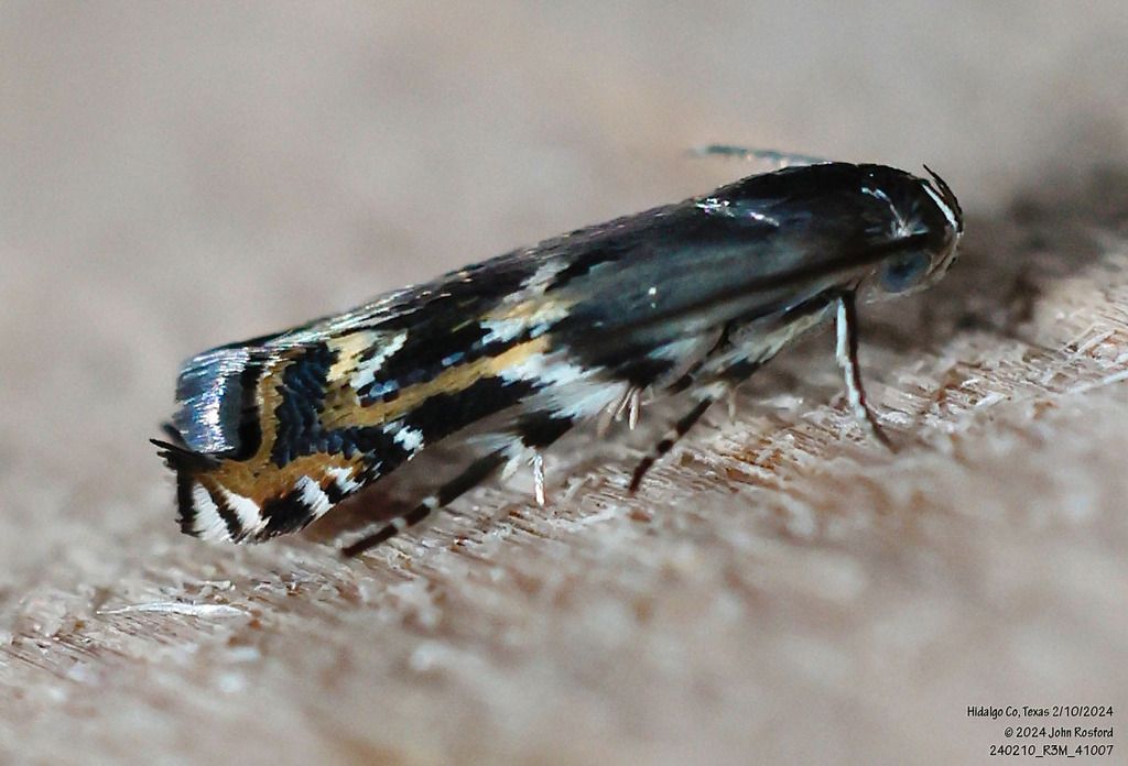 A black and yellow bug is sitting on a piece of wood.