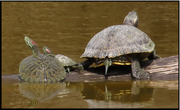 Two turtles are sitting on a log in the water.