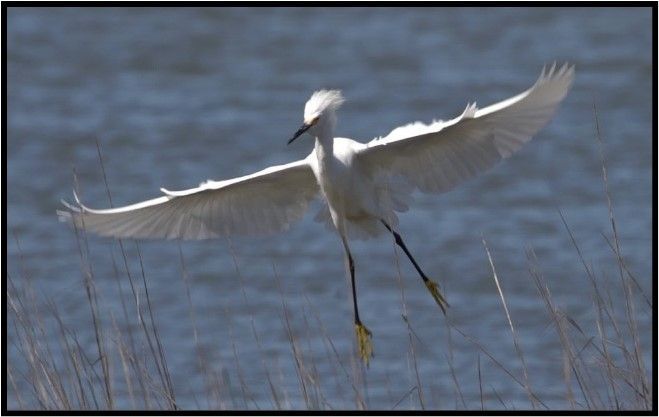 A white bird is flying over a body of water