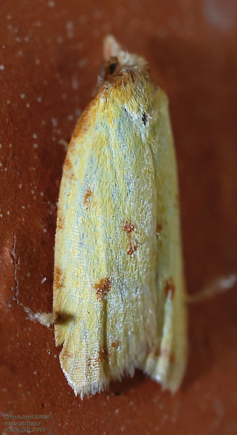A close up of a yellow moth on a brown surface.