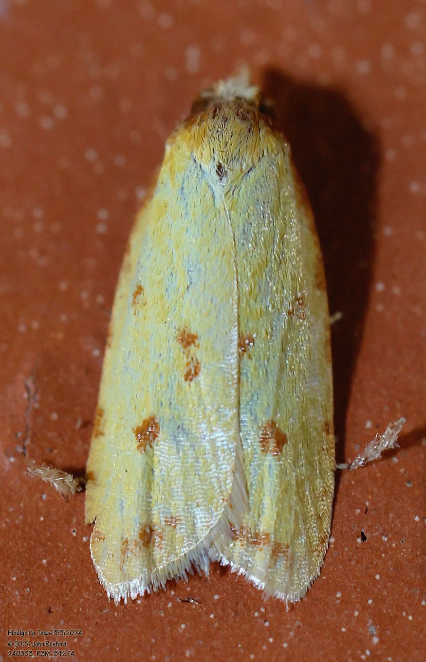 A yellow moth is sitting on a brown surface.