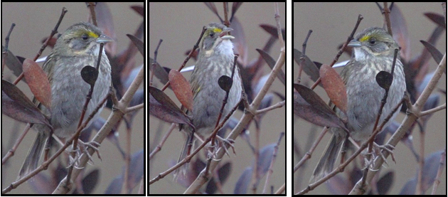 Three pictures of a bird sitting on a branch