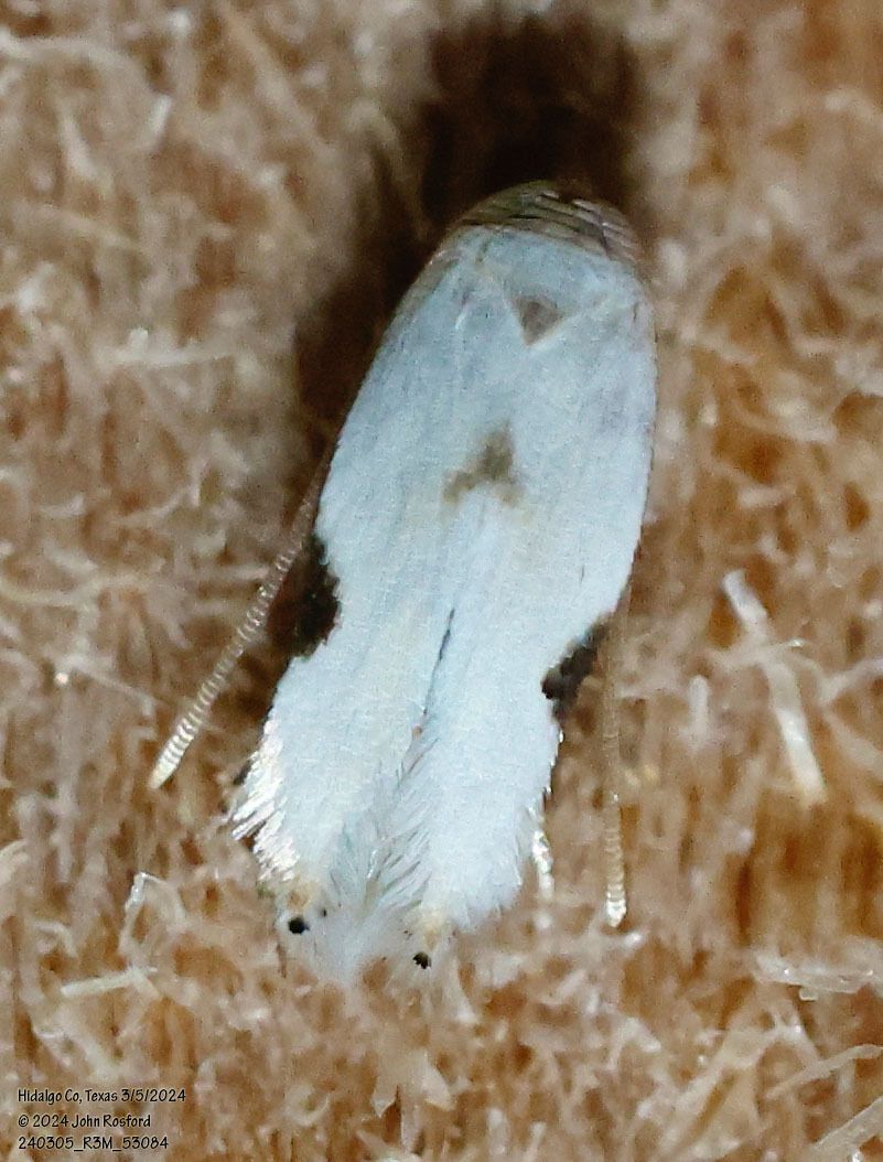 A small white moth is sitting on a piece of wood.