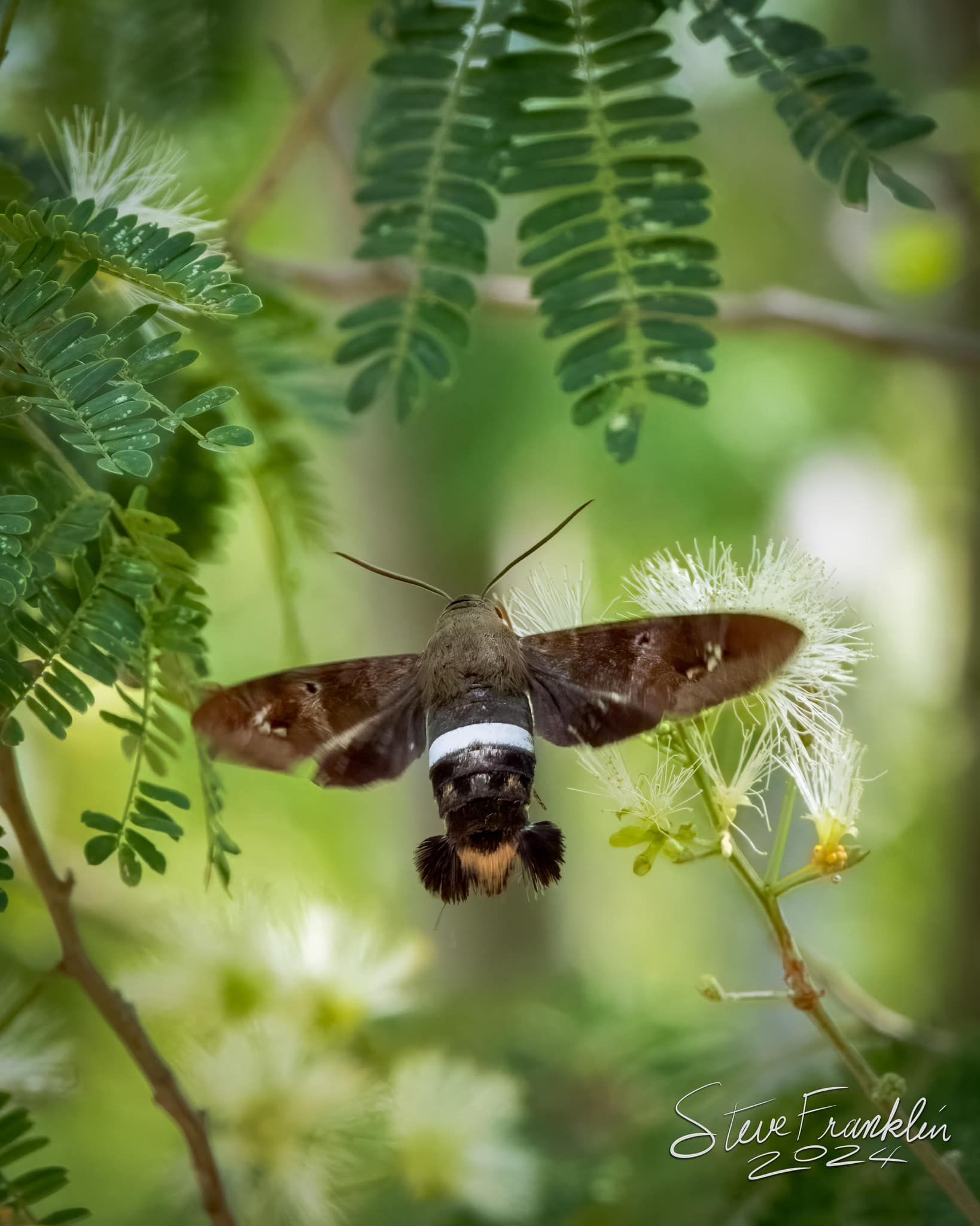 A moth is sitting on a flower in a tree.