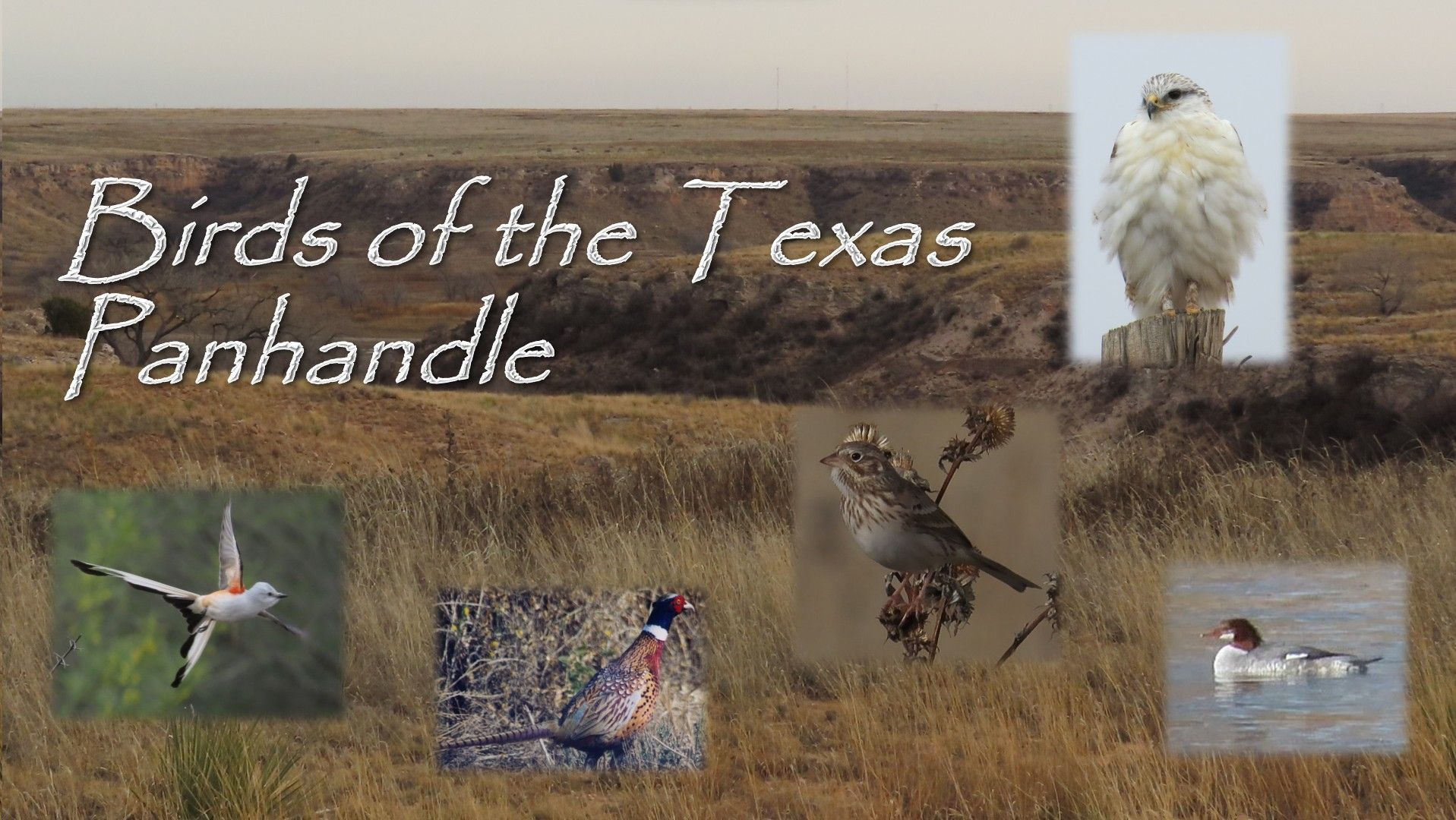 A poster for birds of the texas panhandle