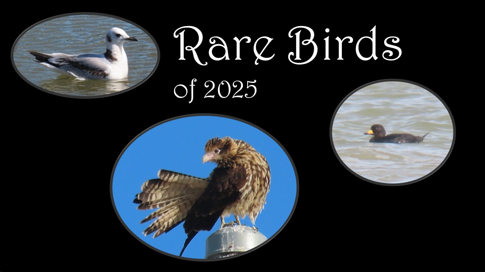 A poster for rare birds of 2025 shows a seagull a hawk and a duck