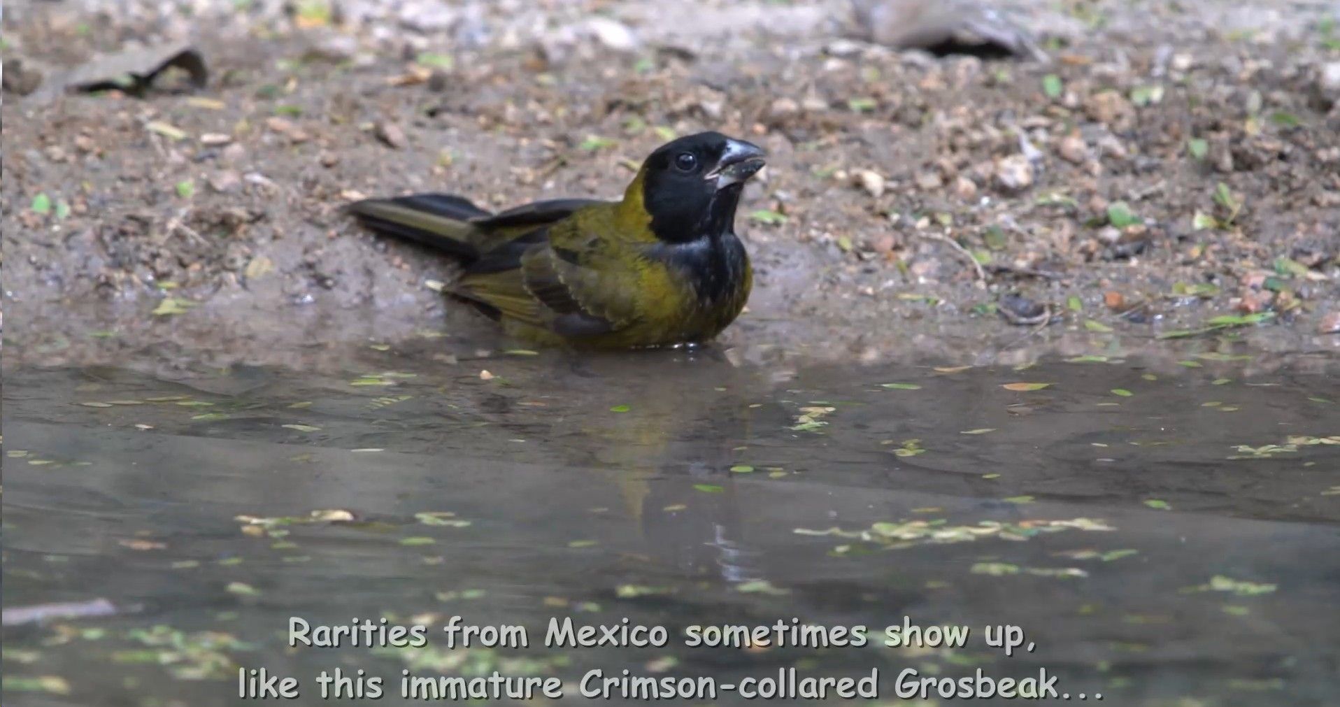 A black and yellow bird is standing in the water.