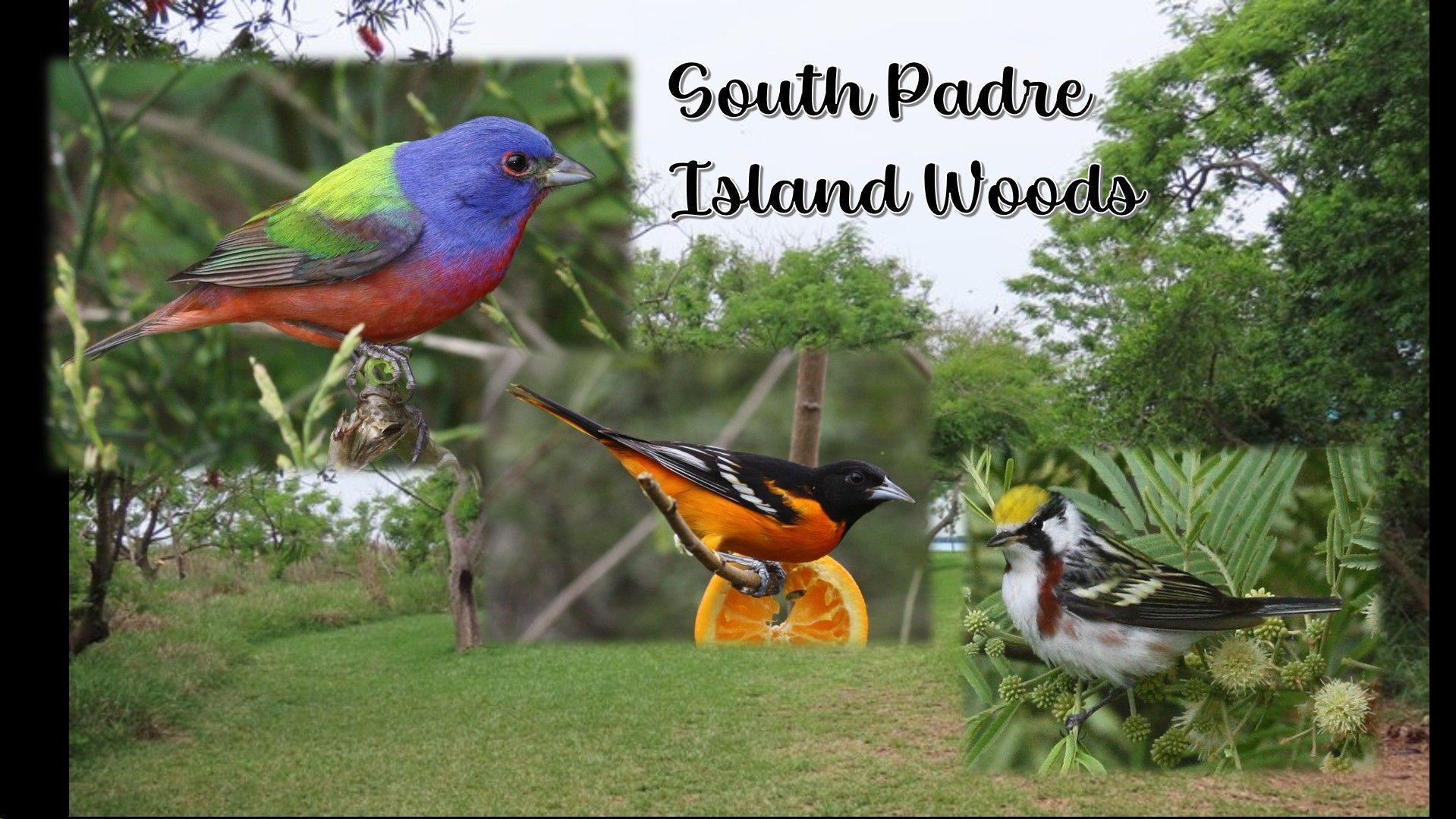 Three birds are sitting on a feeder in the south padre island woods